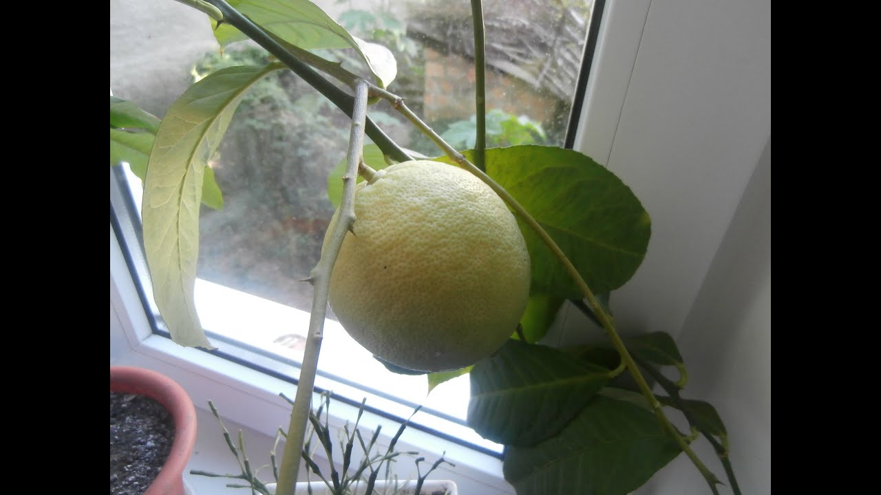 Вырастить лимон в домашних условиях с плодами. Подпорка для лимона. Подвязка лимона. Подпорка для плодов лимона. Подпорки для комнатного лимона.