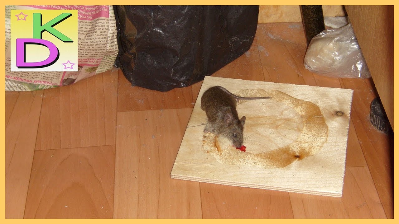 Ловят мышей видео. Поймать мышь. Ловля мышей. Мышь попалась в мышеловку. Мышь под шкафом.