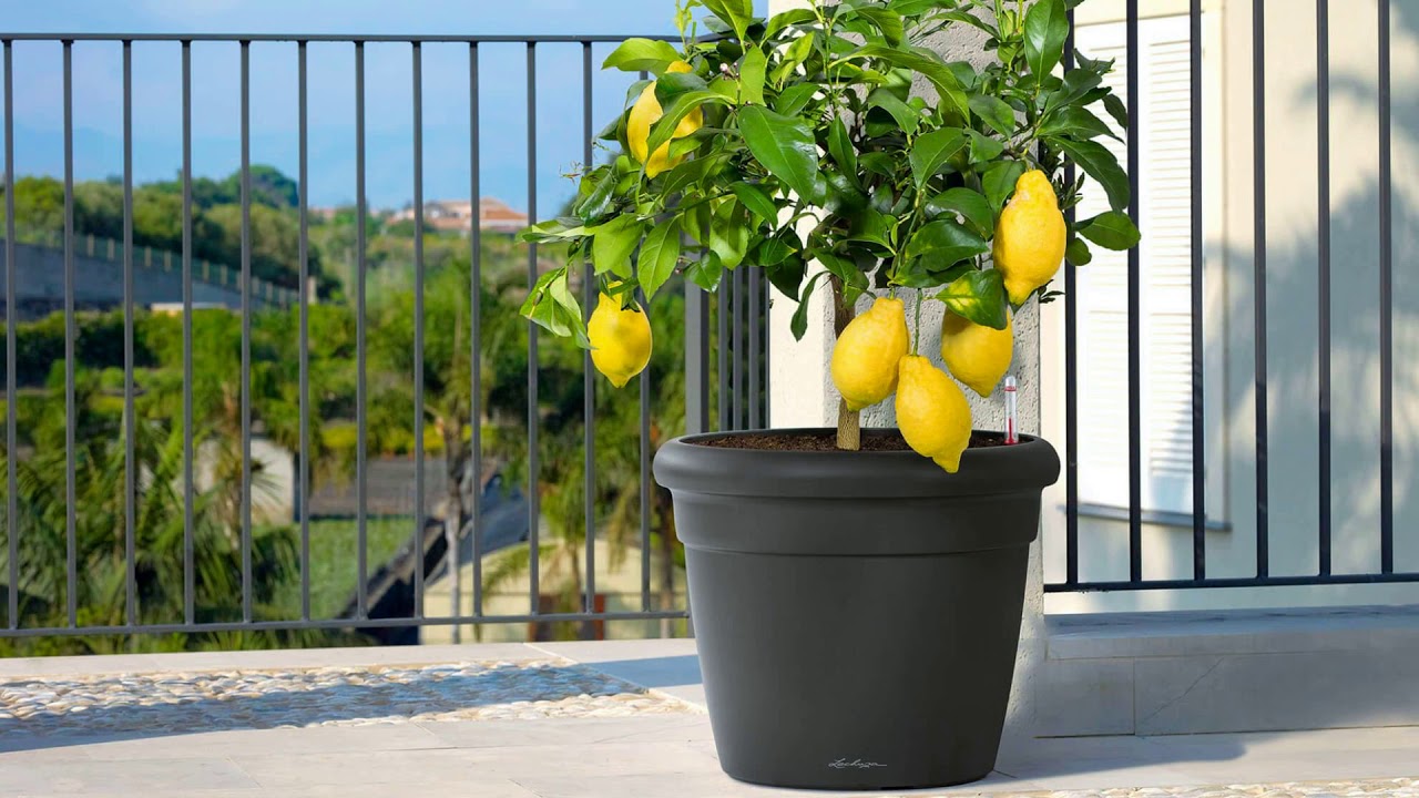 Уход за лимоном в домашних условиях в горшке для начинающих пошагово с фото